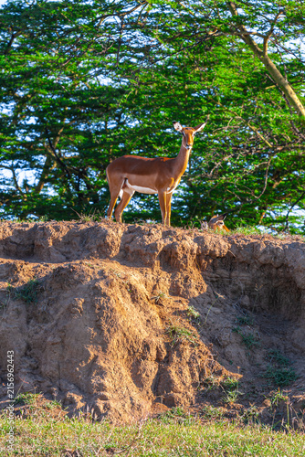 A male impala on a hillock in Nakuru. Kenya, Africa.