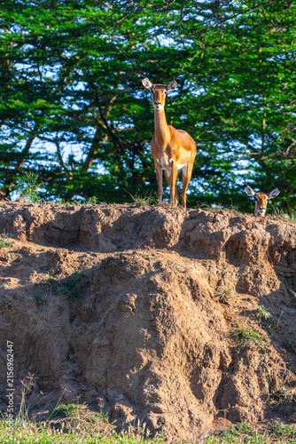 A male impala on a hillock in Nakuru. Kenya, Africa.