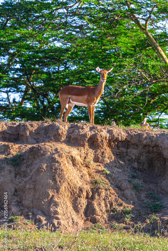 A male impala on a hillock in Nakuru. Kenya, Africa.