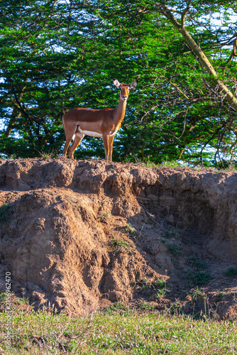 A male impala on a hillock in Nakuru. Kenya, Africa.