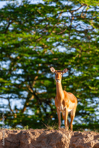 A male impala on a hillock in Nakuru. Kenya, Africa.