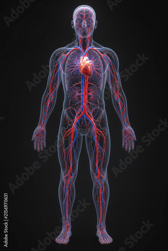 Illuminated Human Cardiovascular Anatomy on Transparent Body