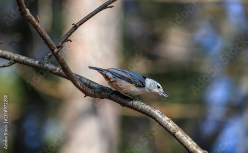 White-Breasted Nuthatch Leaning Forward on Tree Branch