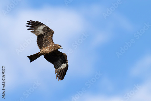 Bild auf Leinwand immature or second calendar year  Black-eared Kite, (Milvus migrans, subspecies