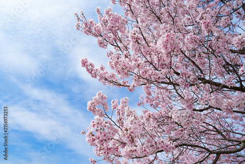 A scenic view of sakura petals against blue sky in sunny day in Japan featuring full-bloom pink sakura on a bright spring day with a soft blue sky.