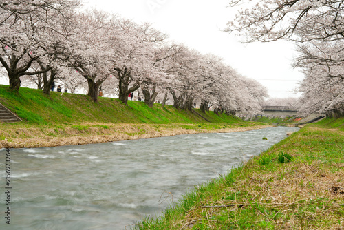 scenic long-exposure photograph of a river flowing gently past grassy embankments lined with rows of full-bloom pink sakura trees during springtime in Japan.