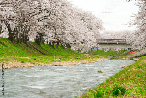 scenic long-exposure photograph of a river flowing gently past grassy embankments lined with rows of full-bloom pink sakura trees during springtime in Japan.
