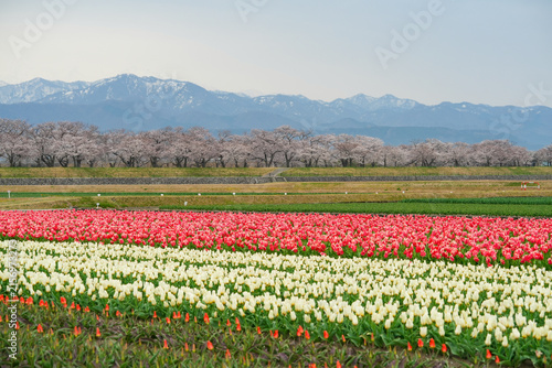 Spring Quartet ,Asahi ,Toyama stunning spring landscape featuring vibrant rows of blooming red and white tulips in the foreground, lined with cherry blossom trees ,mountains.