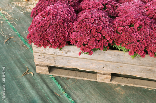 Chrysanthemum or Mums on wood pallet