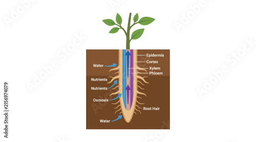 Plant Root System Water and Nutrient Uptake Diagram Isolated Transparent Background