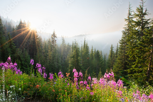 Sunrise Over Misty Mountain Forest and Green Meadow with Pine Trees, purple vibrant flowers, Clouds, and Golden Morning Light in a Peaceful Summer Landscape in Seattle, Washington