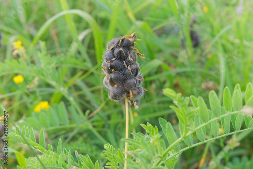 Astragalus cicer seeds in garden in sunny day. Plants of legume family. Grows in steppes, forest glades, meadows, forest and steppe slopes.