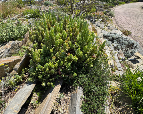 Green succulent plants Sedum sediforme pale stonecrop growing on rocky landscape close up outdoor. Botanical flora photography for rock garden, xeriscaping, drought tolerant nature backdrop design.