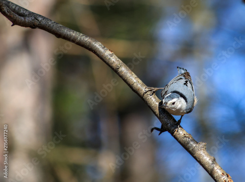 White-Breasted Nuthatch Climbing on Diagonal Tree Branch