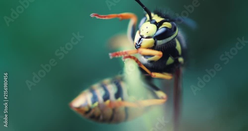 Detailed macro video of a wasp head focusing on compound eyes and antennae