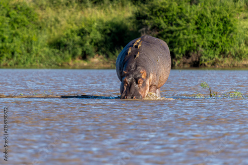 Photography Hippopotamus (hippo) hanging around  in Kruger National Park in South Africa