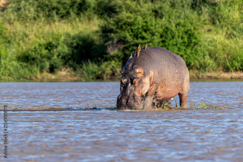 Photography Hippopotamus (hippo) hanging around  in Kruger National Park in South Africa