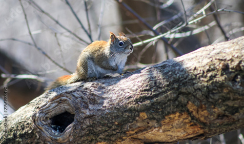 American Red Squirrel Sitting on Fallen Tree in Woodland Habitat