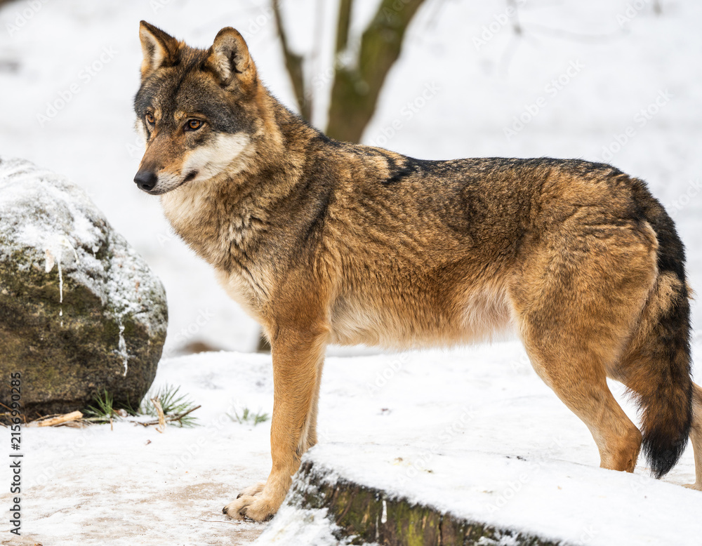 Fototapeta premium Wolf In Forest During Winter