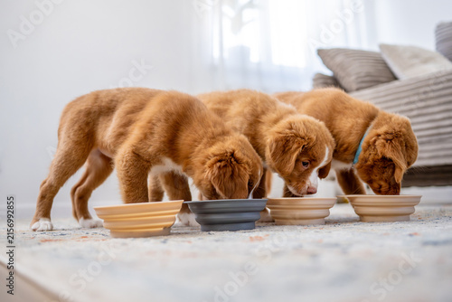 Принти на полотні Three Toller Retriever Puppies Are Drinking
