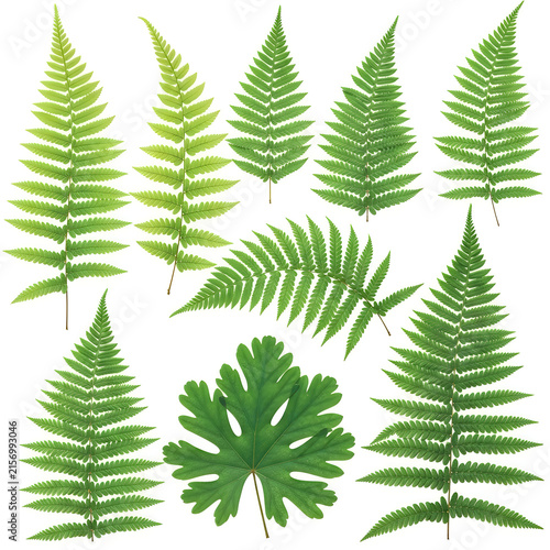 Green fern leaves illustration collection
