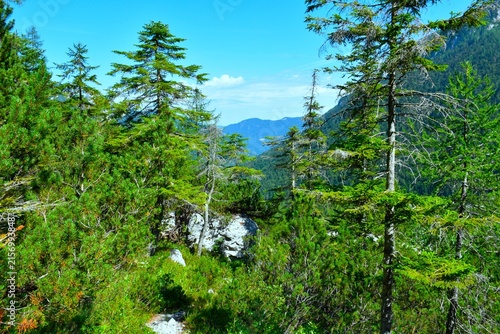 Alpine landscape with mugo pine and low spruce trees at Krnica in Julian alps, Slovenia