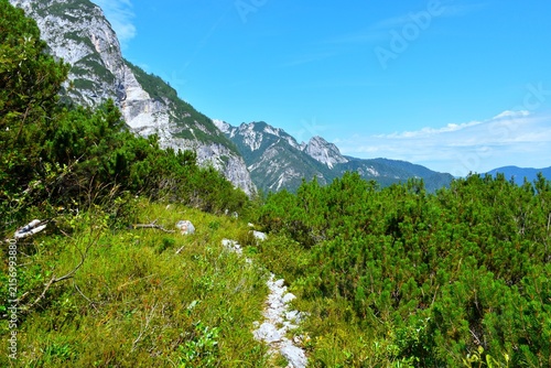 Hiking trail with a meadow and mugo pine bush at Krnica in Julian alps, Gorenjska, Slovenia