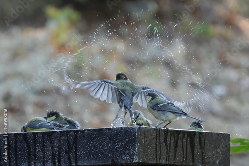 Foto oiseaux a l'abreuvoir
