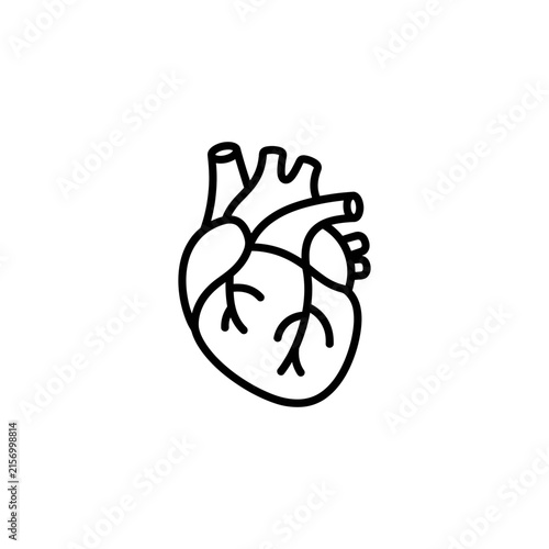 Human heart anatomy line art icon with cardiology clinical illustration cardiovascular physiologic