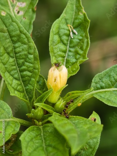 Close-up of a small yellow flower bud with three black ants crawling on its petals and stem surrounded by green leaves