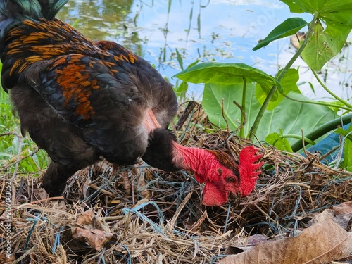 Close-up of a rooster's head and neck with red comb and wattles as it pecks at the ground amidst dry leaves and straw