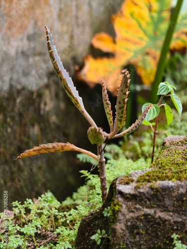 Close-up of a succulent plant with serrated leaves and spotted patterns growing amongst mossy rocks and green foliage