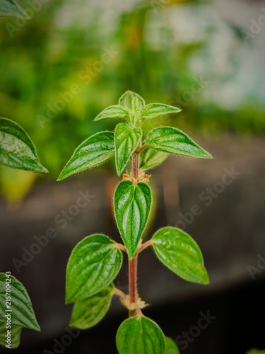 Close-up of a vibrant green plant with textured leaves and a fuzzy stem against a blurred background