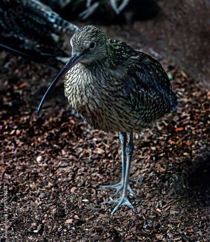 Eurasian curlew in its enclosure. Latin name - Mumenius arcuata