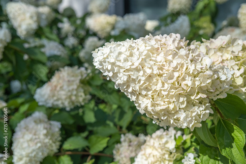 Close-up view of a vibrant white panicle hydrangea inflorescence growing on a lush green shrub outdoors.