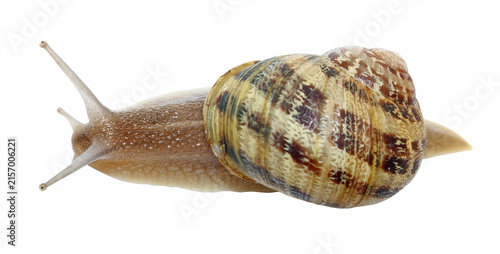 Foto Escargot petit gris vue de dessus