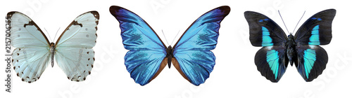 Fotografía Papillon Morpho bleu