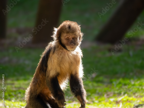 Cuadro en lienzo Majestic Primates in Habitat: Gorillas and Chimpanzees