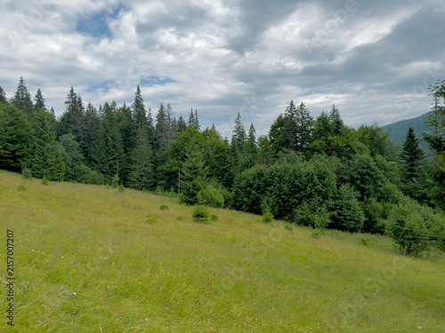 Foto Beautiful pine forest with a field in the foreground in the summer