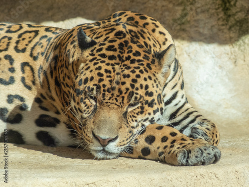 Canvas Print Sleeping Jaguar Resting on a Rock
