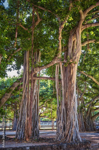 Green and Brown Tropical Tree Grove.