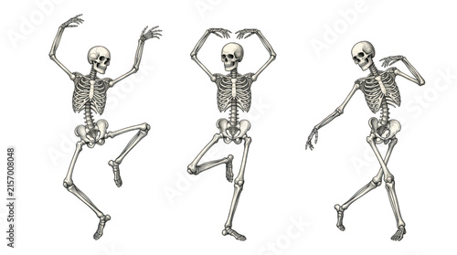 A trio of detailed anatomical human skeletons depicted in elegant and fluid ballet dancing poses, isolated against a solid  background in a vintage style.