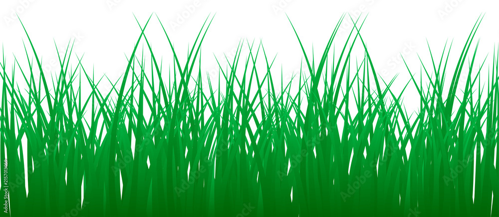 Fototapeta premium Green grass realistic image
