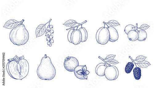 Vintage blue ink botanical sketches of assorted autumn fruits and berries