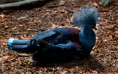 Victoria crowned pigeon on the ground. Latin name - Goura victoria beccarii	
