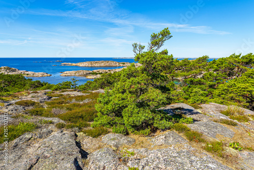 Felsen und Bäume an der Küste der Insel Rossö nahe Strömstad, Schweden