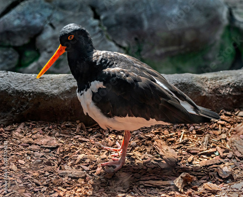 Eurasian oystercatcher on the ground. Latin name - Haematopus ostralegus