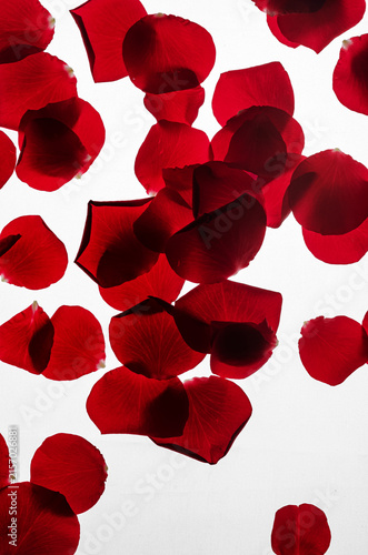 red rose petals on a white background