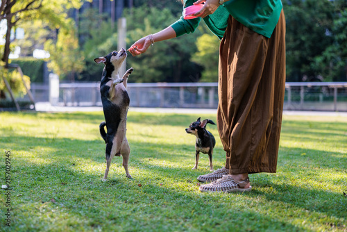 Woman offering treat to two Chihuahua dogs