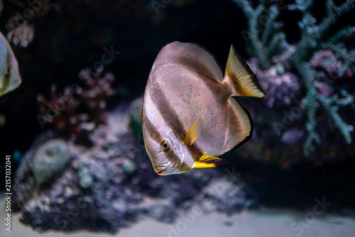 Platax teira Longfin Batfish Close Up. Platax teira Batfish in a Tropical Marine Aquarium. Longfin Batfish Platax teira Swimming Underwater.